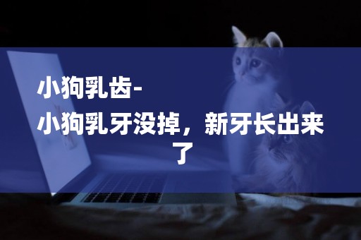 小狗乳齒-
小狗乳牙沒掉，新牙長出來了