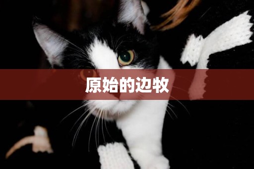 原始的邊牧