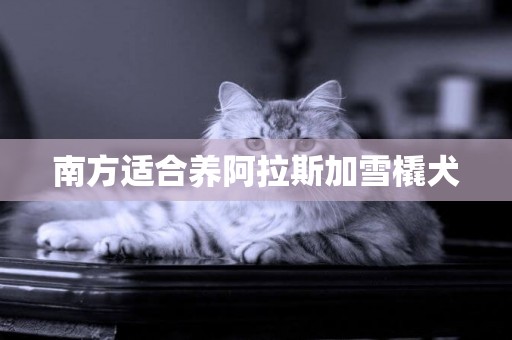南方適合養阿拉斯加雪橇犬