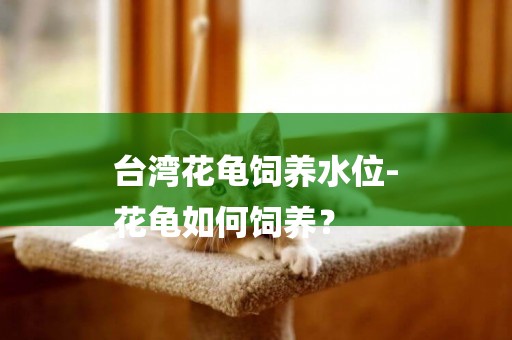 臺灣花龜飼養水位-
花龜如何飼養？