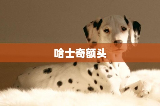 哈士奇額頭