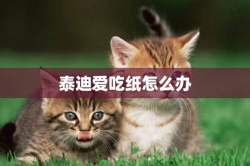 泰迪愛吃紙怎么辦