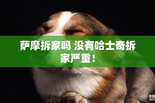 薩摩拆家嗎 沒有哈士奇拆家嚴重！