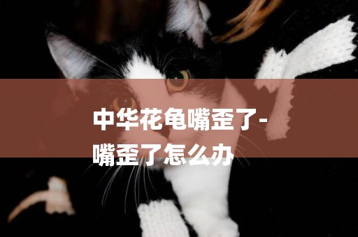 中華花龜嘴歪了-
嘴歪了怎么辦