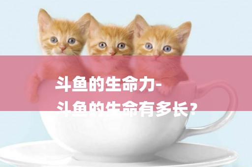 斗魚的生命力-
斗魚的生命有多長？
