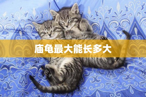 廟龜最大能長多大