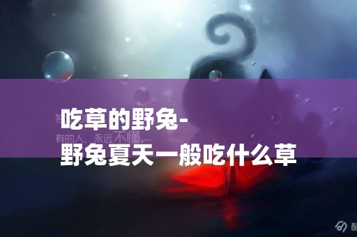 吃草的野兔-
野兔夏天一般吃什么草