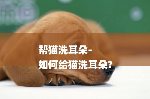 幫貓洗耳朵-
如何給貓洗耳朵?