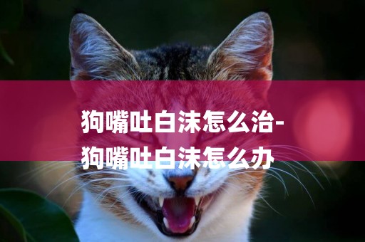 狗嘴吐白沫怎么治-
狗嘴吐白沫怎么辦