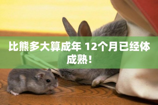 比熊多大算成年 12個月已經體成熟！