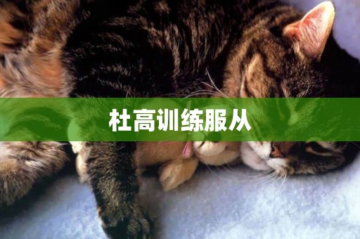 杜高訓練服從