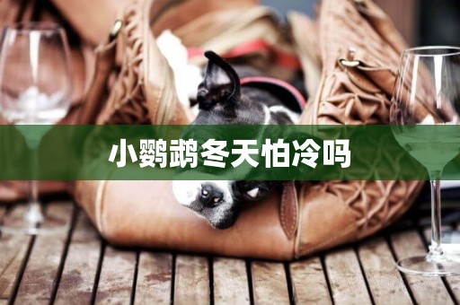 小鸚鵡冬天怕冷嗎