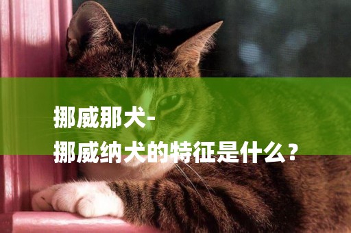 挪威那犬-
挪威納犬的特征是什么？