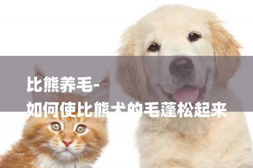 比熊養毛-
如何使比熊犬的毛蓬松起來
