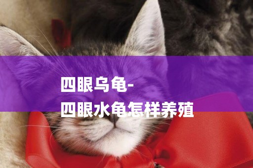 四眼烏龜-
四眼水龜怎樣養殖