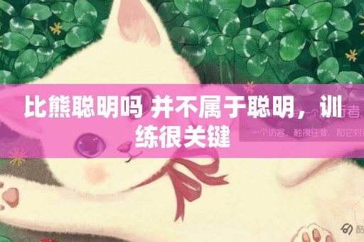 比熊聰明嗎 并不屬于聰明，訓練很關鍵