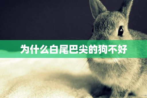 為什么白尾巴尖的狗不好