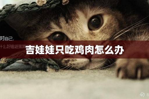 吉娃娃只吃雞肉怎么辦