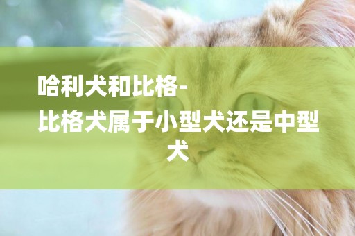 哈利犬和比格-
比格犬屬于小型犬還是中型犬