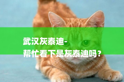 武漢灰泰迪-
幫忙看下是灰泰迪嗎？