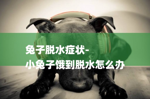 兔子脫水癥狀-
小兔子餓到脫水怎么辦