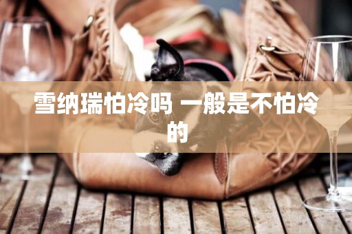 雪納瑞怕冷嗎 一般是不怕冷的