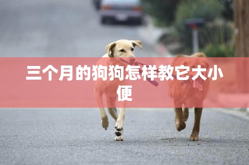 三個月的狗狗怎樣教它大小便