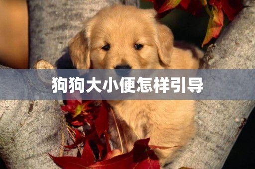 狗狗大小便怎樣引導