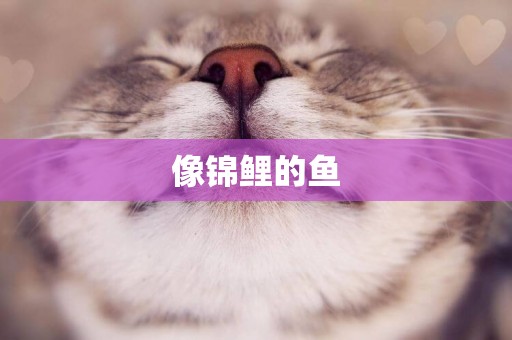 像錦鯉的魚