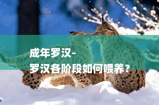 成年羅漢-
羅漢各階段如何喂養？