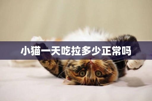 小貓一天吃拉多少正常嗎