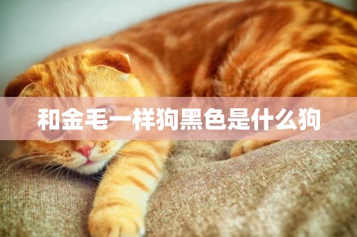 和金毛一樣狗黑色是什么狗