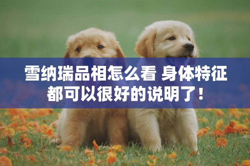 雪納瑞品相怎么看 身體特征都可以很好的說明了！