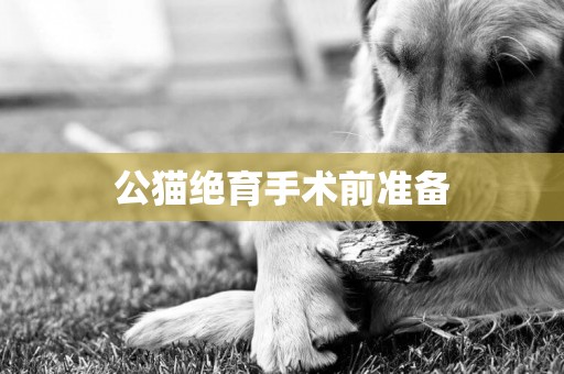 公貓絕育手術前準備