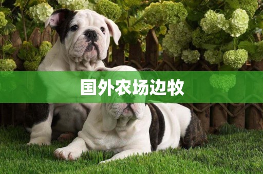 國外農場邊牧