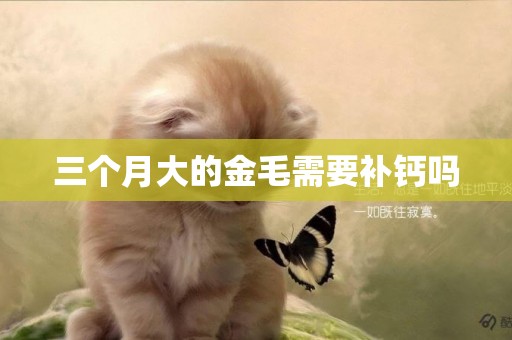 三個月大的金毛需要補鈣嗎
