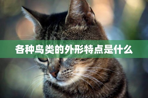 各種鳥類的外形特點是什么