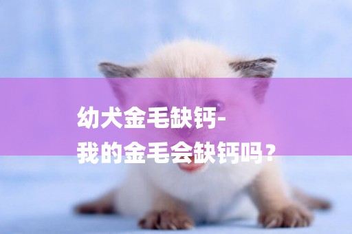 幼犬金毛缺鈣-
我的金毛會缺鈣嗎？