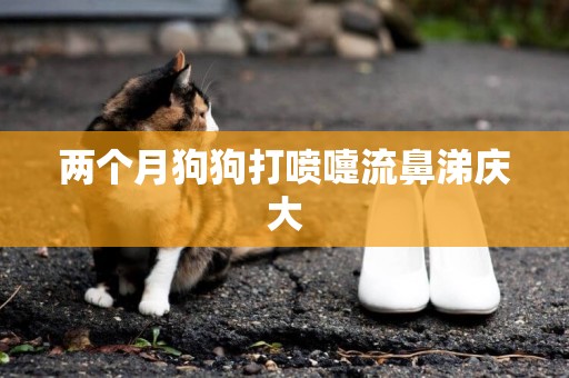 兩個月狗狗打噴嚏流鼻涕慶大