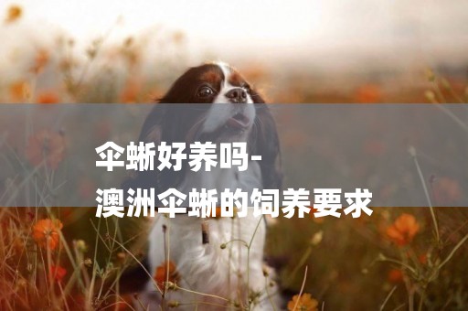 傘蜥好養嗎-
澳洲傘蜥的飼養要求