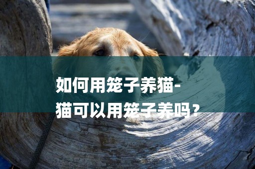 如何用籠子養貓-
貓可以用籠子養嗎？