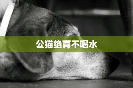 公貓絕育不喝水