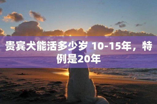 貴賓犬能活多少歲 10-15年，特例是20年