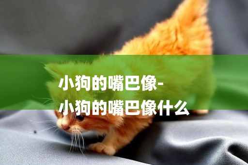 小狗的嘴巴像-
小狗的嘴巴像什么