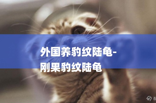 外國養豹紋陸龜-
剛果豹紋陸龜