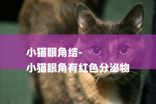 小貓眼角結-
小貓眼角有紅色分泌物