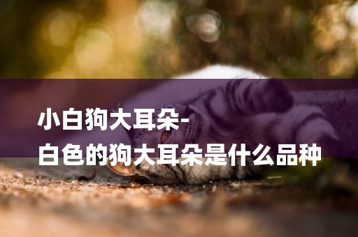 小白狗大耳朵-
白色的狗大耳朵是什么品種