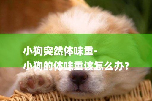 小狗突然體味重-
小狗的體味重該怎么辦？