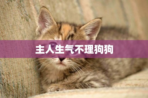 主人生氣不理狗狗