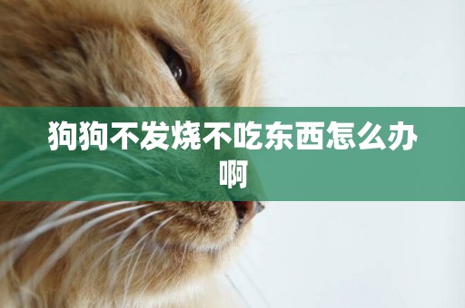 狗狗不發燒不吃東西怎么辦啊